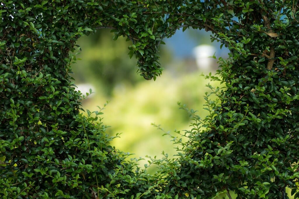 A hedge with a heart shaped window cut into it